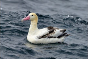 Belospine albatross Belospine albatross